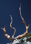 Bristlecone pine.
